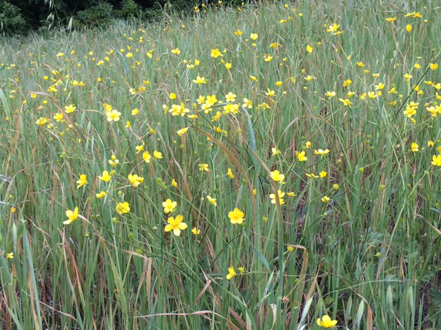 Santa Rosa Yellow Flowers